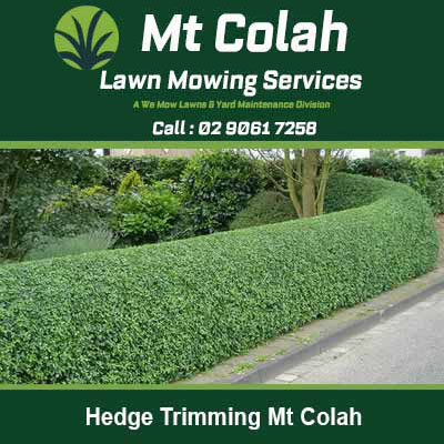 Trimmed hedge with well-maintained landscaping in Mt Colah