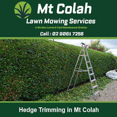 Trimmed hedge for professional maintenance in Mt Colah
