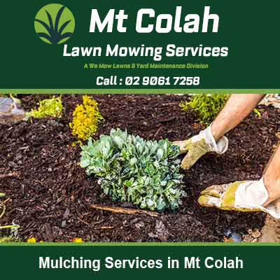 Person in gloves spreading mulch around plants in Mt Colah